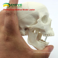 SKULL08 (12334) Mini Skull Model with Artistic value, Hand Play Model, Precise Anatomical Skull Model for Medical Science